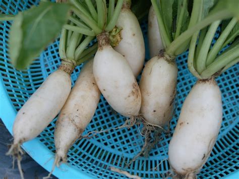 Lobak putih sangat nikmat untuk dicampurkan ke dalam sup. aKu aDaLaH aKu: Khasiat Buah-buahan & Sayur-sayuran