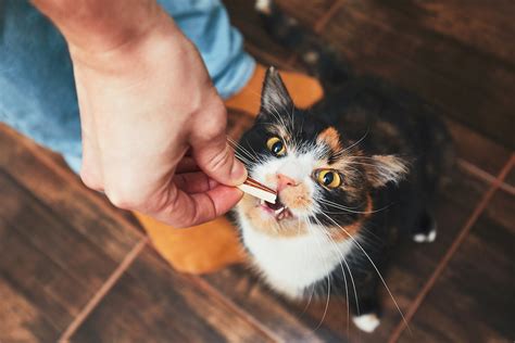 Most often, litter box problems are caused by a change in the cat's routine or issues with its litter box. Why Is My Cat Pooping On The Floor? - Rehome by Adopt-a ...