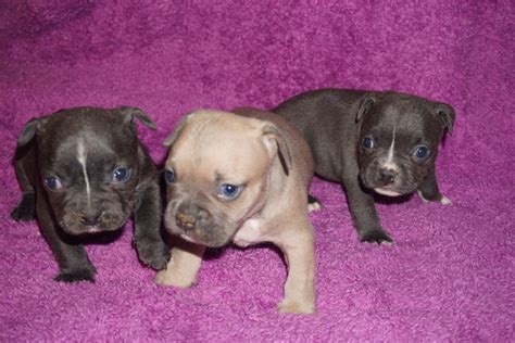Don't miss what's happening in your neighborhood. American Bully Puppies For Sale | Houston, TX #256937