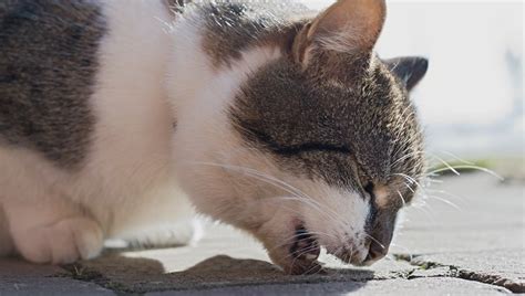 Symptoms of hairballs in cats. Haarballen bei Katzen: Ursachen, Symptome, Behandlung und ...