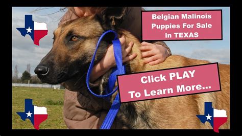 Texans open their big hearts to their beautiful canine family members and welcome them into their homes. AKC Belgian Malinois Puppies For Sale In Texas Breeders ...