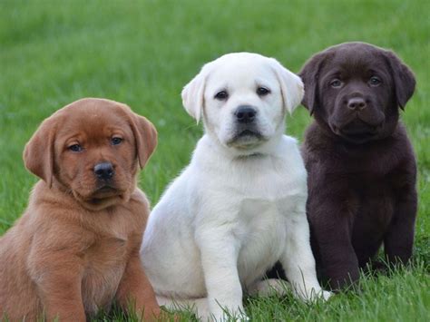 Labrador retriever puppies in california, labrador puppies in las vegas. Labrador Retriever Puppies For Sale | Bakersfield, CA #157895