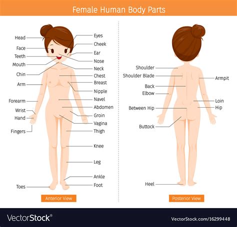 Its functions are stopped by death. Female human anatomy external organs body Vector Image