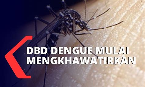 Tapi kene makan sehari 3 kali le. Demam Berdarah Dengue Mengkhawatirkan Indonesia