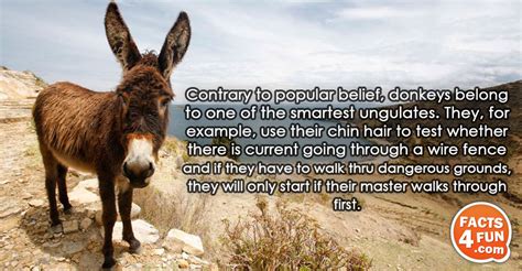 Because, contrary to popular belief i don't lie. Contrary to popular belief, donkeys belong to one of the ...
