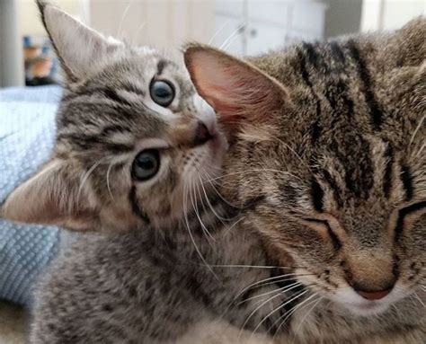 When kittens stay with their mother and other littermates, they learn how to play appropriately and how to communicate with other cats, says bruce kornreich, ph.d., dvm, dacvim, director of cornell feline health center at cornell university's college of veterinary medicine in ithaca, new york. Family Comes to Adopt a Kitten but Can't Leave Her Cat Mom ...