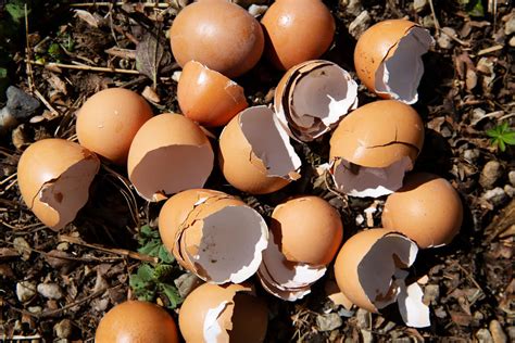 Slugs, cutworms, and other insects are put off by the crunch when they crawl over the sharp edges and will leave for softer. 5 Ways to Reuse Eggshells | Vital Farms