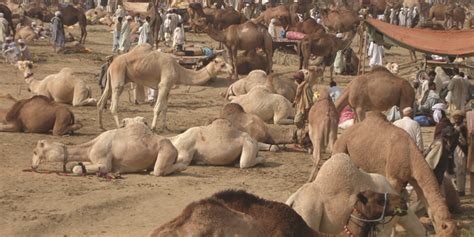 American standard version it is easier for a camel to go through a needle's eye, than for a rich man to enter into the kingdom of god. Kingdom bans camels from entering Makkah to protect ...