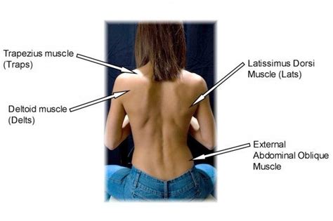 One of my students is performing a rear dealt machine, and it is easy to see her upper back musculature highlighted. Pin on Anatomic Reference