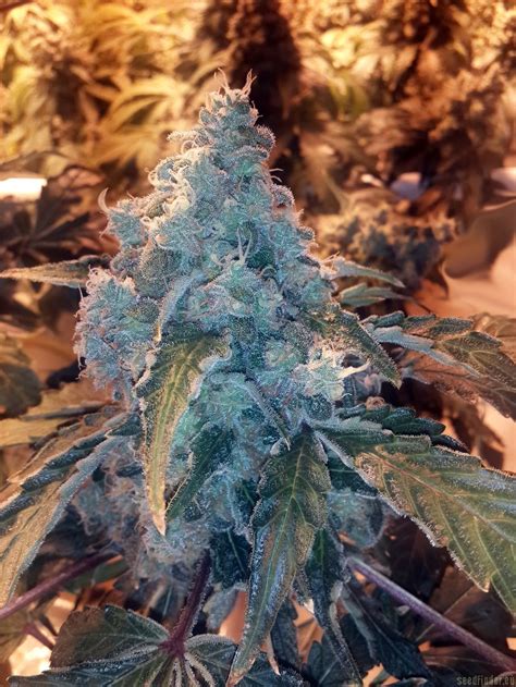 See our complete list with information about these seeds. Berry Bomb (by Bomb Seeds) :: SeedFinder :: Strain Info