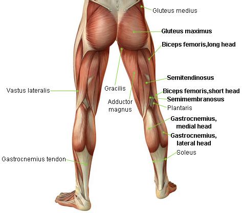 They provide your clients with the best opportunity to build more muscle and burn more fat. How to Perform Leg Curls for Maximum Strength and Development