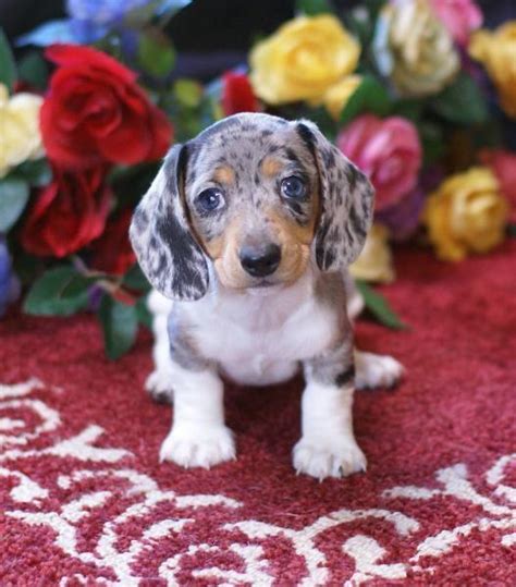 Dachshunds puppies for sale hi we have a first time littler of stunning dachshund puppies for sale. overview for savicmirna
