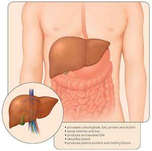 Hepatitis adalah suatu penyakit peradangan pada jaringan hati yang disebabkan oleh in</b>eksi virus yang. Gejala Penyakit Hepatitis B