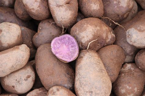 Tutto sul mondo dell'enogastronomia in sardegna e non solo.scopri le ricette tipiche della cucina sarda e rivisitate dai grandi chef della sardegna. Conosci le patate viola? Ecco perché bisogna mangiarle