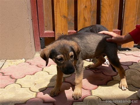 Rassen der haushunde gehören zur familie der hundeartigen. "Haus der Hunde" sucht dringend gute Plätze für 8 Welpen ...