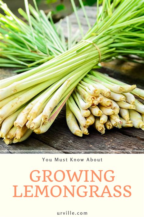 Check spelling or type a new query. All about Growing Lemongrass You Must Know in 2020 | Grow ...