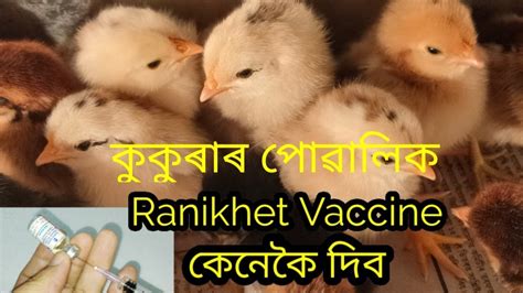 Vaccine sg 9r and field s. Ranikhet Vaccine || Chickes Ranikhet Vaccine || SG Rangpur ...