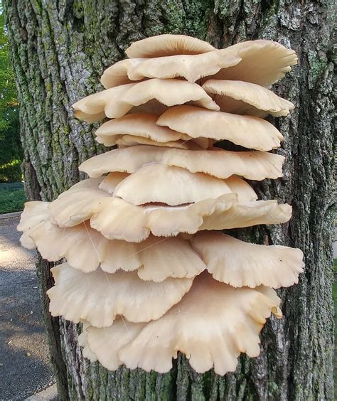 It is widespread, especially in the tropics, where it can be found on the dead branches of broadleaf trees. In northern Illinois - I know it's a shelf fungus, but ...