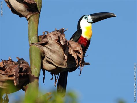 Amazonia and e, se brazil; Channel-billed Toucan - Ramphastos vitellinus - mach36049