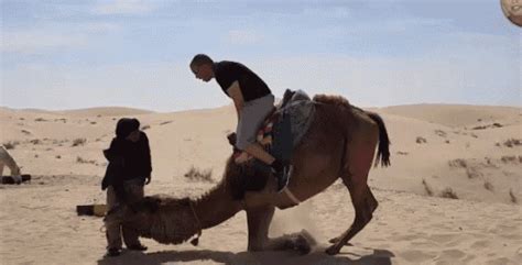 Get rid of camel crickets with bait. Fails Camel GIF - Fails Camel Fail - Discover & Share GIFs