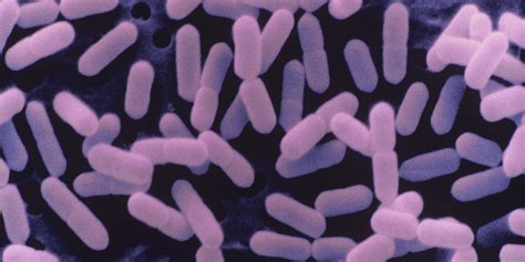 Monocytogenes can be found throughout the environment. Listeria | Food Poisoning Lawyers