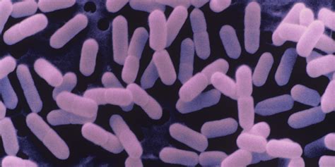 Listeria is a genus of bacteria that acts as an intracellular parasite in mammals. Listeria | Food Poisoning Lawyers