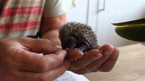 Work fine for a while then started to have loose stools. Hedgie the baby hedgehog eating cat food - YouTube