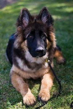 Imported show quality long coat german shepherd in assam india huge german shepherd pure gsd. I found Chloe on | Cattle, Cattle dogs and German shepherd ...