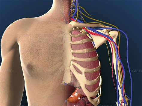 In this image, you will find part of the pectoral muscles mainly used in it. Male Chest Anatomy Diagram / Diagram Of The Chest Basic Wiring Home Book Begeboy Wiring Diagram ...