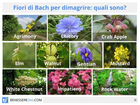 Free online quiz nomi di fiori in italiano n.29. Fiori di Bach per dimagrire: quali sono? Funzionano contro ...