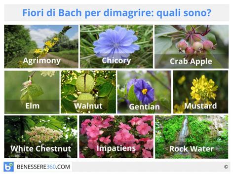 Foto utili per conoscere e imparare. Fiori di Bach per dimagrire: quali sono? Funzionano contro ...