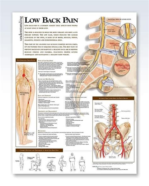 Learn anatomy faster and remember everything you learn. Pin on Health and fitness