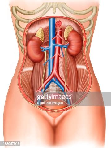 Sometimes it is accompanied by fever, bloating, and. Anatomy Of Human Organs Stock Illustration | Getty Images