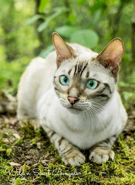 The bengal cat is highly active. Bengal Kittens & Cats for Sale Near Me | Wild & Sweet ...