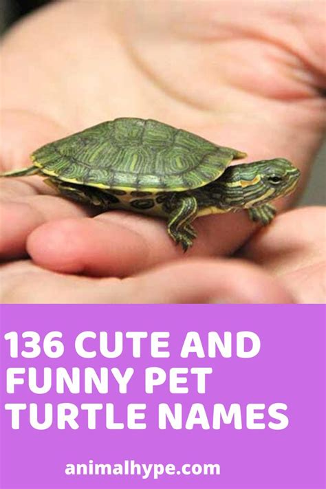 Sweetness on a leash moon pie: Cute & Funny Pet Turtle Names | Turtle names, Pet turtle ...