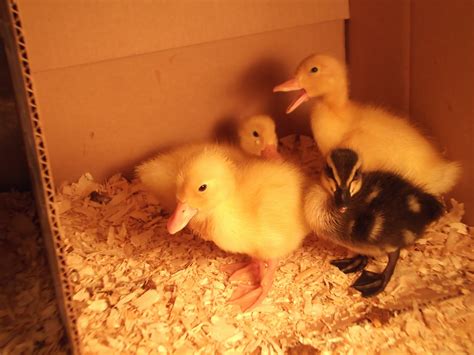 This white pekin duckling meat is leaner than chicken with a bolder, richer flavor and none of the gamey aftertaste that other breeds might have. Modern Life in an Antique Farmhouse: More Baby Duck pics