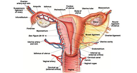 Female — a fitting inside another part. The Female Genital Tract - Ageless Medica