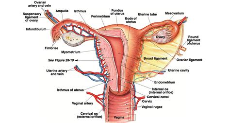 Learn about female parts with free interactive flashcards. The Female Genital Tract - Ageless Medica