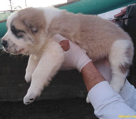 Alabay türkmen çoban köpekleri, türkistan coğrafyasında binlerce yıldır insanlar tarafından sürüleri ve kendilerini korumak için yetiştirilen bir köpek ırkıdır. ALABAY YAVRULARI - 235160 - bikopek.com