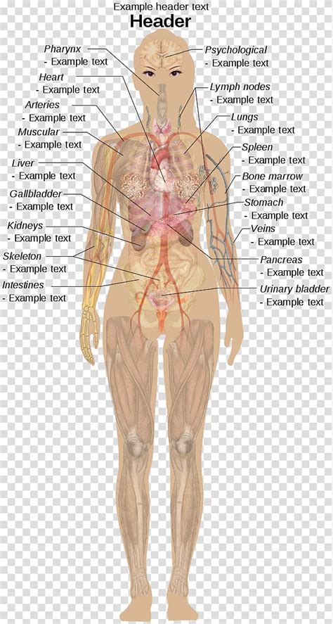 Internal organs diagram internal brain diagram best of liver digestive system fresh body. Human Body Organs Diagram Woman - Arocreative