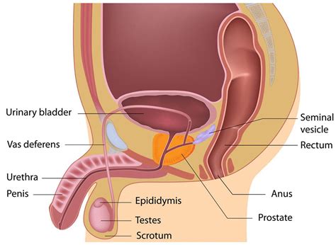 The male reproductive system is mostly located outside of the body. Male Anatomy Organ Locations / Can You Get At Least 5 11 ...