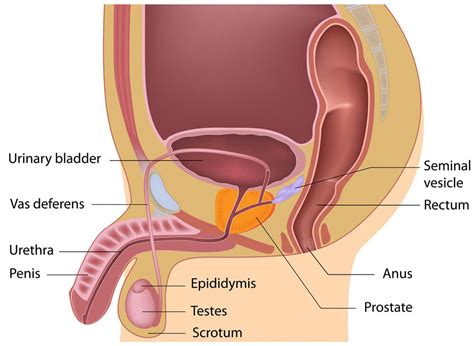 The lymph from these vesicles drainage primarily to the iliac lymph nodes, especially the internal iliac. Male Anatomy Organ Locations / Can You Get At Least 5 11 ...