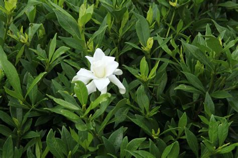 Samples are the only way to share our amazing collection with everyone. Cape Jasmine (Gardenia Radicans) - Plant Profile - Oxley ...