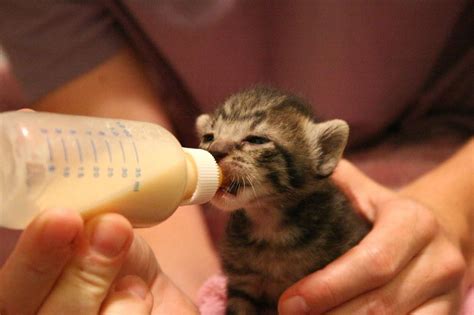 5 important things about feeding your cat. Bottle-Feeding Kittens - Everything You Need to Know ...