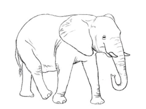 Gajah adalah mamalia besar dari famili elephantidae dan ordo proboscidea. 20+ Sketsa Gambar Hewan Gajah Yang Mudah Di Warnai Untuk PAUD, TK, SD - Kanalmu