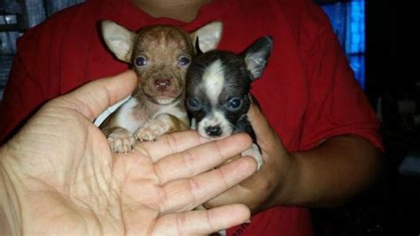 Chihuahua puppies for sale in ohio cleveland. 2 Adorable 9 week old C.K.C. Reg. Chihuahua Puppies !! for ...