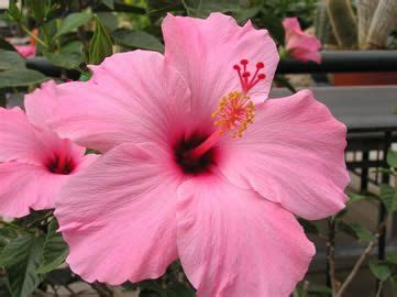 Wholesale flowers/ bulk flowers available. Chicago Illinois (IL) Wholesale Plant Grower, Hibiscus ...