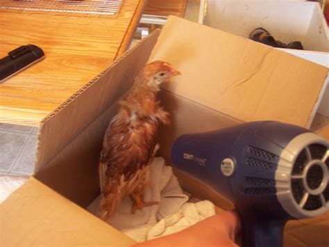 This will allow you to keep one hand on the baby at all times. The Knopp Crew: How to give a chicken a bath...