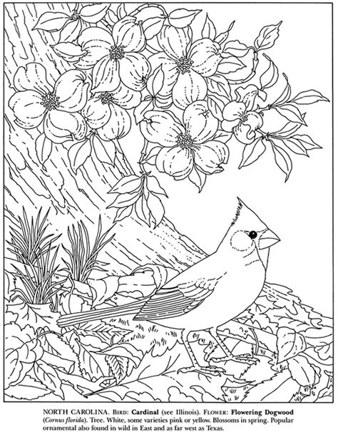 This image, from the favorite birds stained glass coloring book, is perfect for young artists of all ages! Welcome to Dover Publications | Bird coloring pages ...