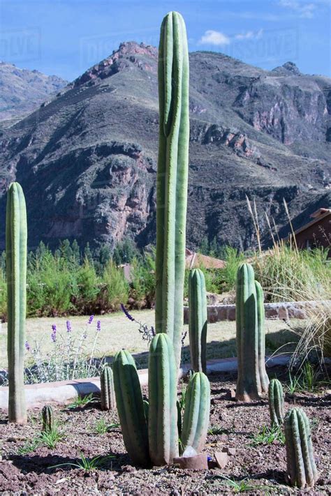 San pedro cactus cuttings, rooted cactus, seeds, and more for sale at www.herbalfire.com. Psychoactive San Pedro Cactus locally named Wachuma, Pisac ...